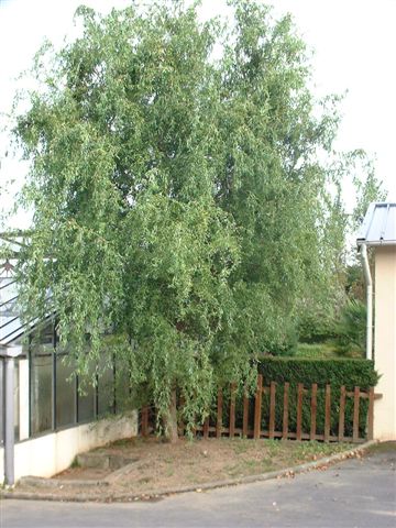 ΙΤΙΑ (Salix matsudana 'Tortuosa')